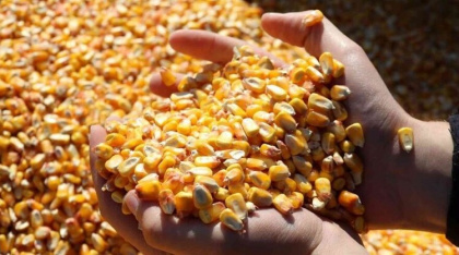 Украинская кукуруза слонялась по морям, пока снова не стала нужной